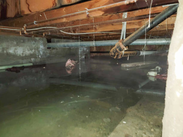 Best Water damage cleanup near me  in Sunnyside, CA